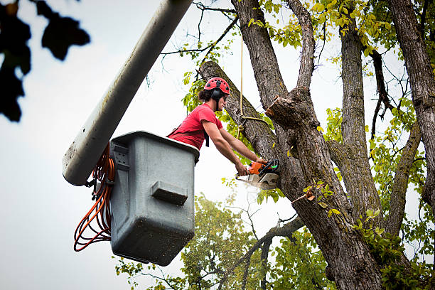 Best Storm Damage Tree Cleanup  in Parowan, UT